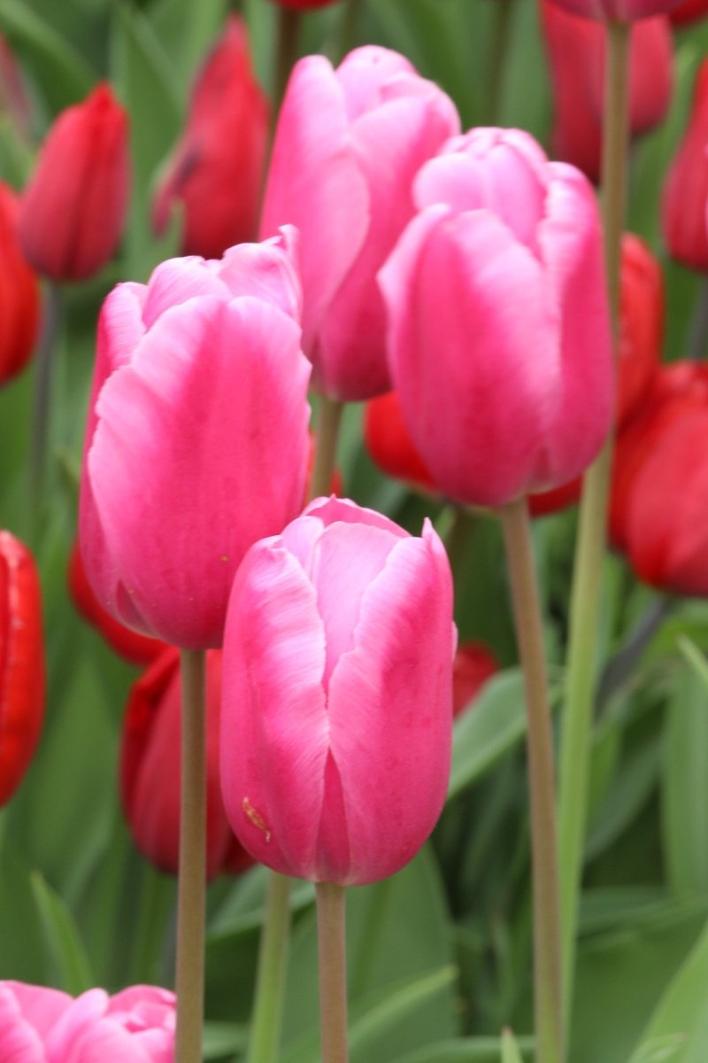 Tulip - Jumbo Beauty