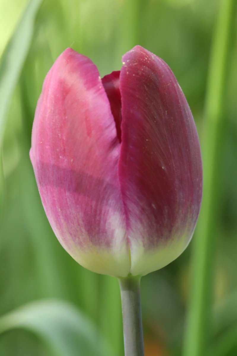 Tulip - Kansas Proud