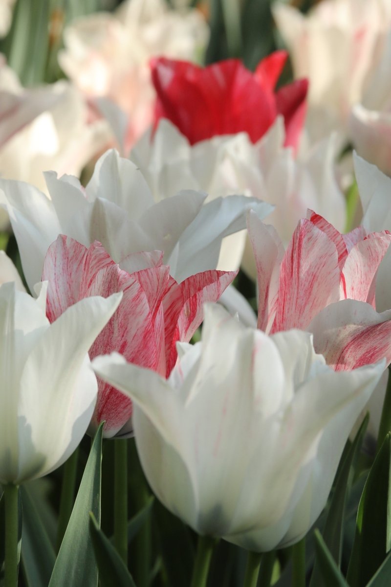 Tulip - Karate