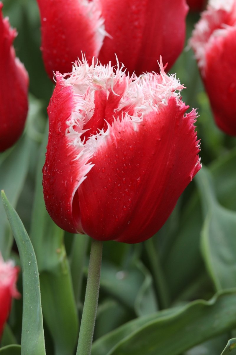 Tulip - New Santa