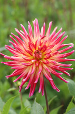 Dahlia - Tahiti Sunrise
