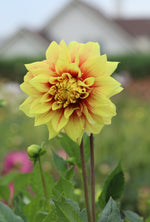 Dahlia - Dazzling Sun