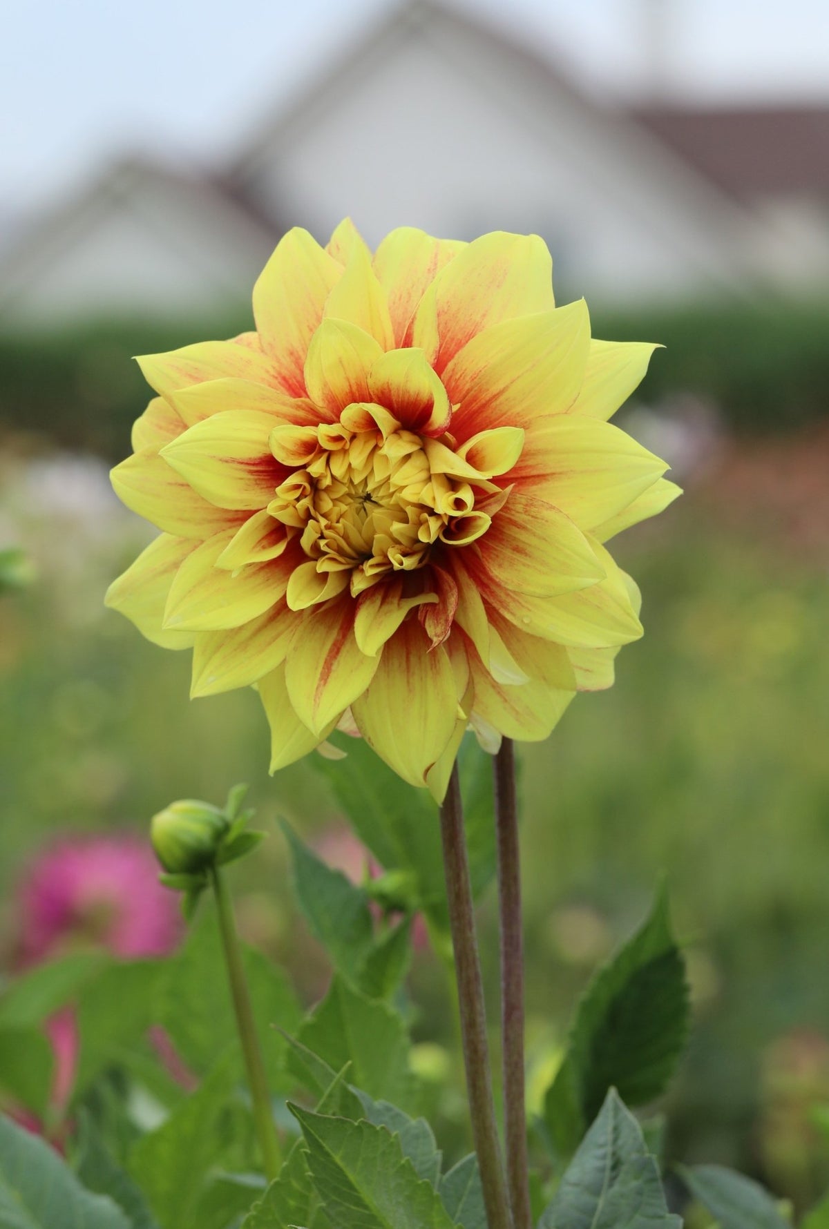 Dahlia - Dazzling Sun