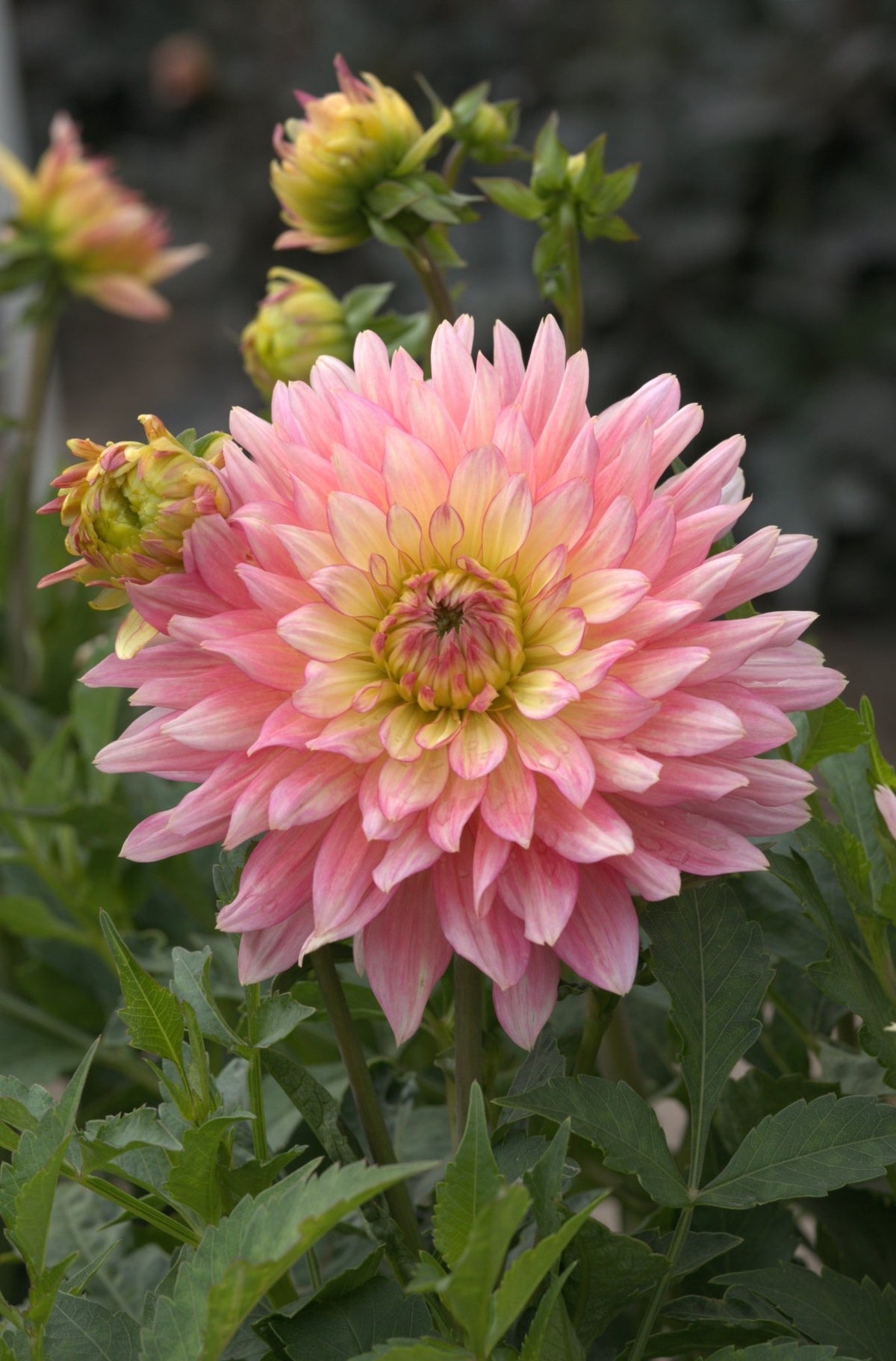 Dahlia - Extase