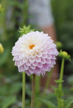 Dahlia - Sweet Love