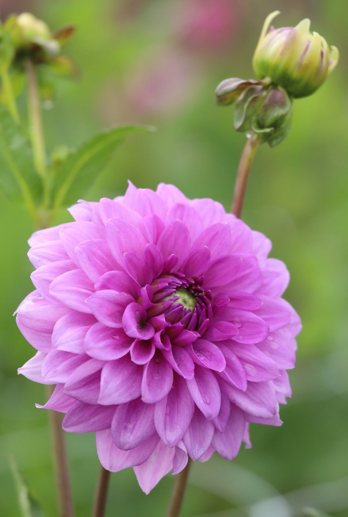 Dahlia - Vassio Meggos