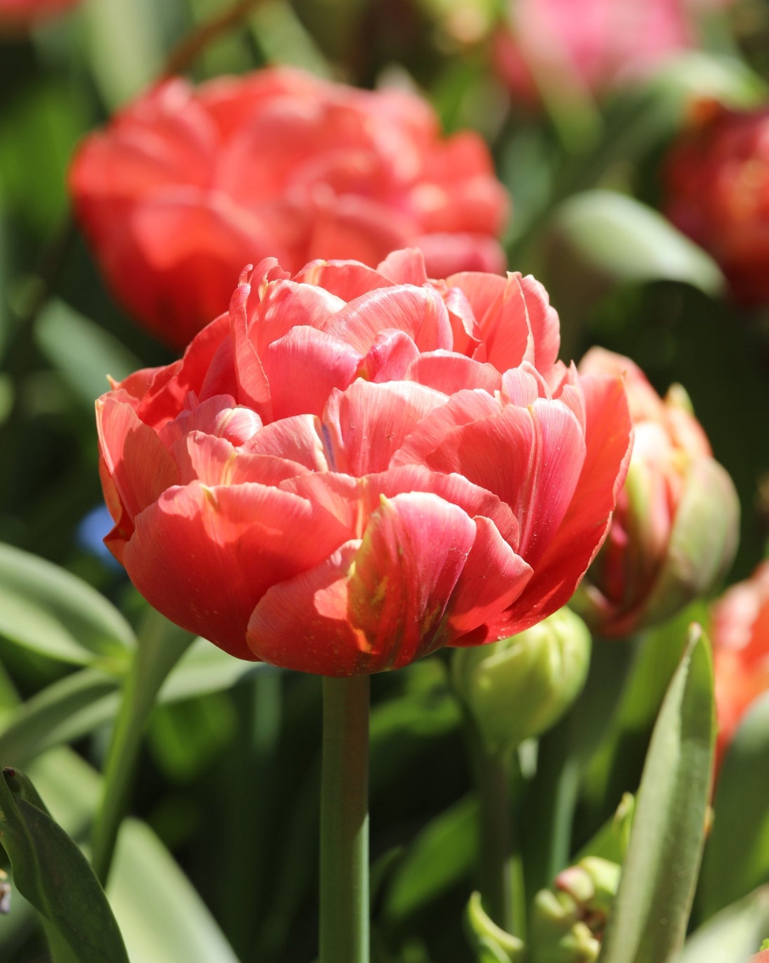 Tulip - Copper Image