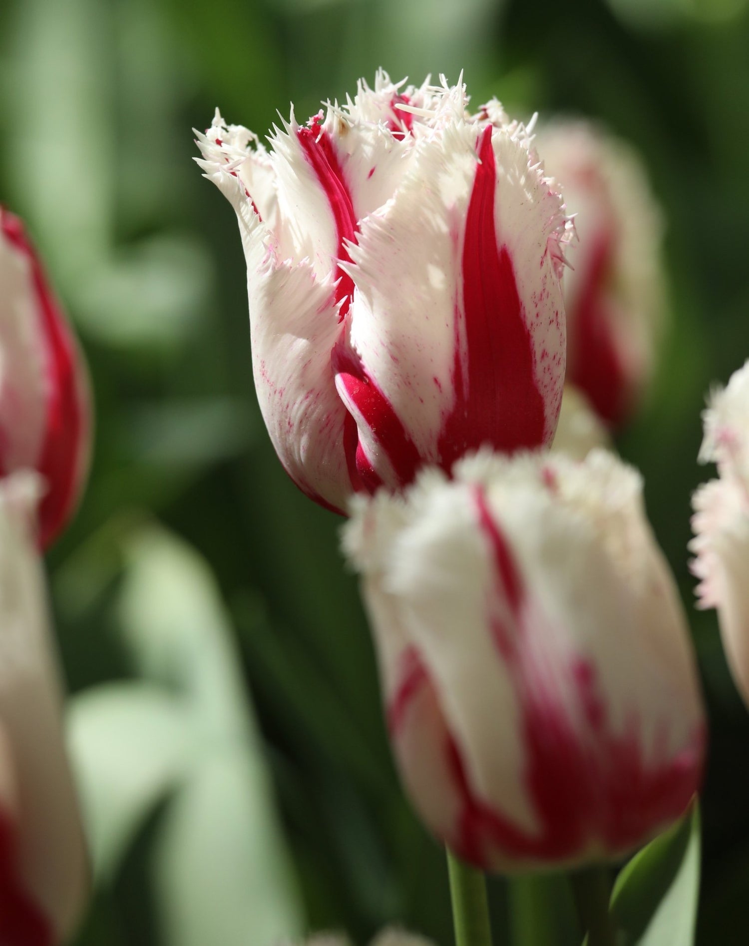 Tulip - Burning Fire