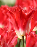 Tulip - Strawberry Romanoff
