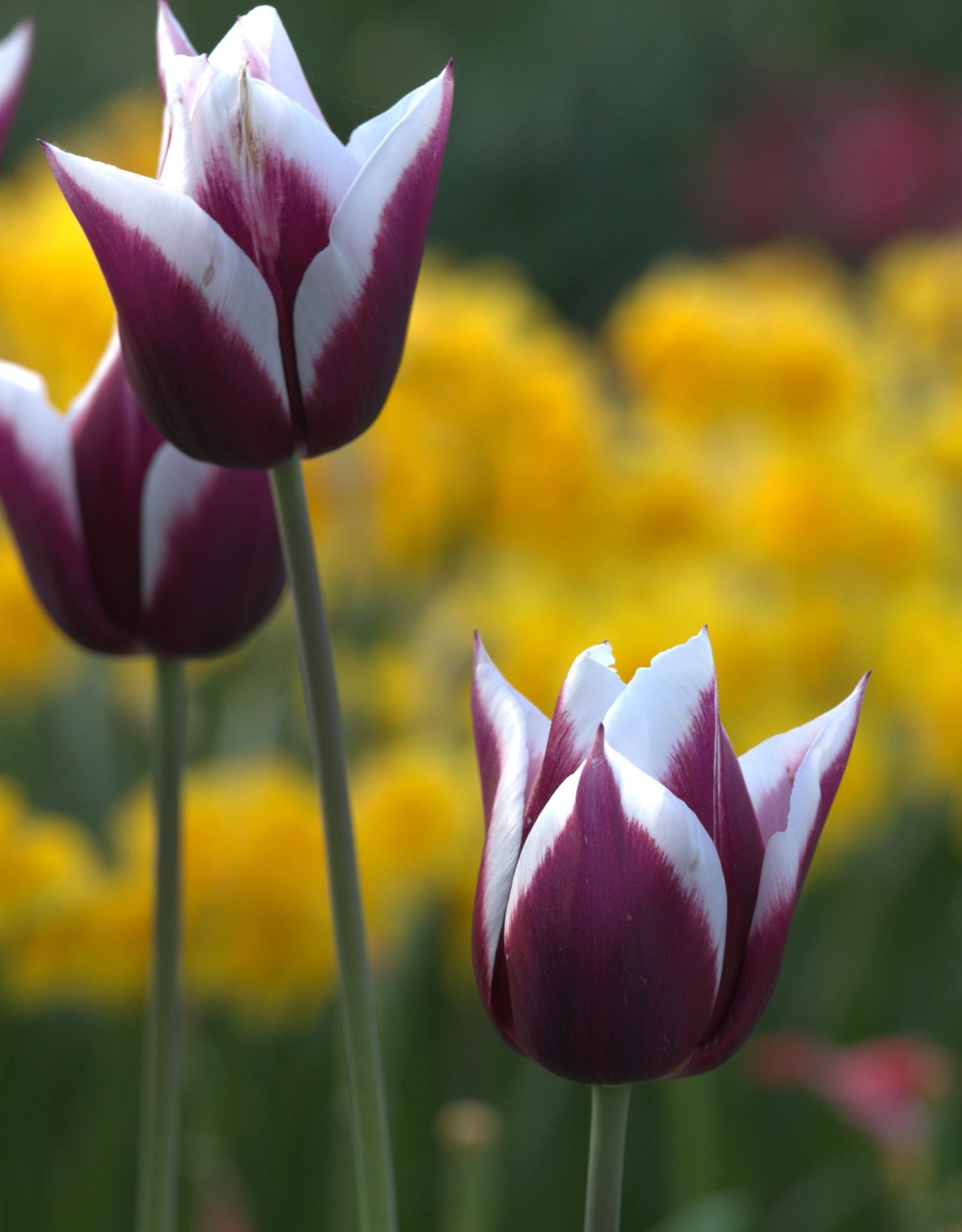 Tulip - Rimini
