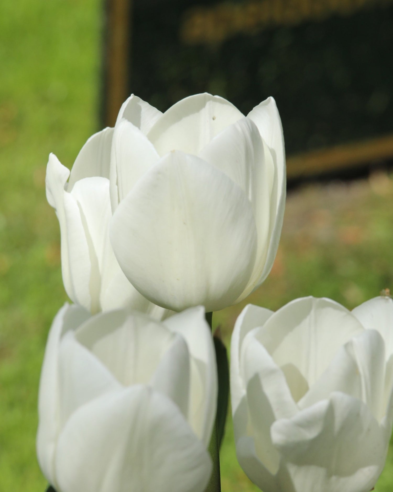 Tulip - Royal Virgin