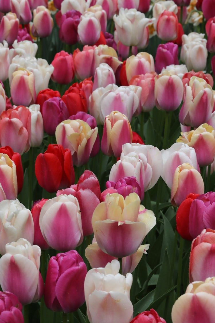 DutchFlowerBulbs Buy your Dutch flower bulbs online