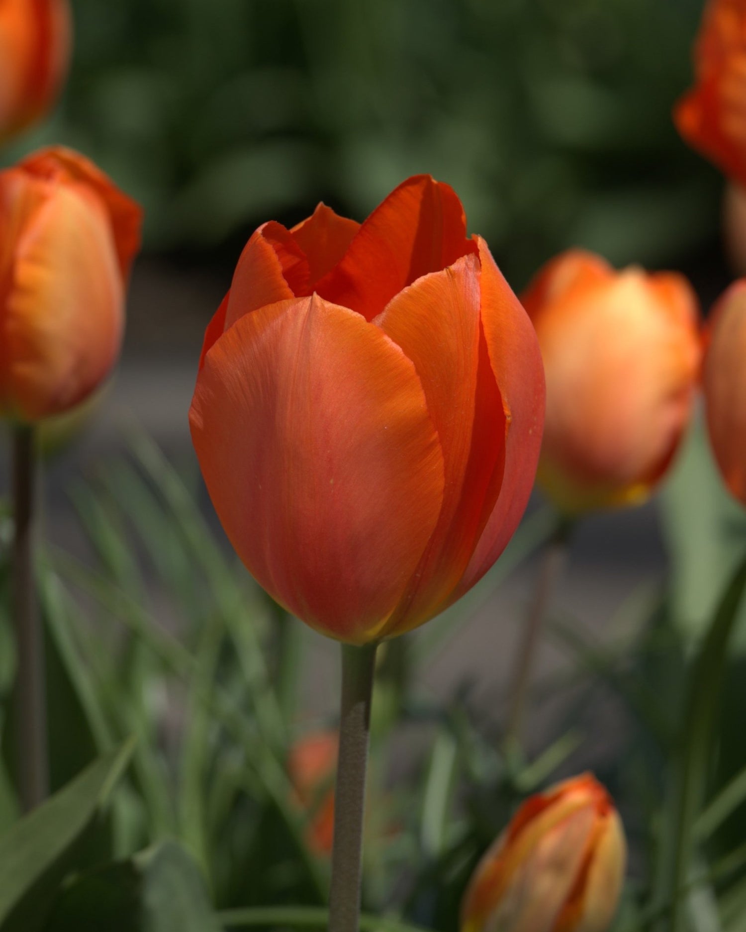 Tulip - Prins Willem Alexander