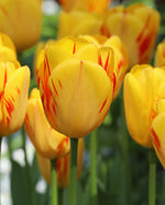 Tulip - Olympic Flame