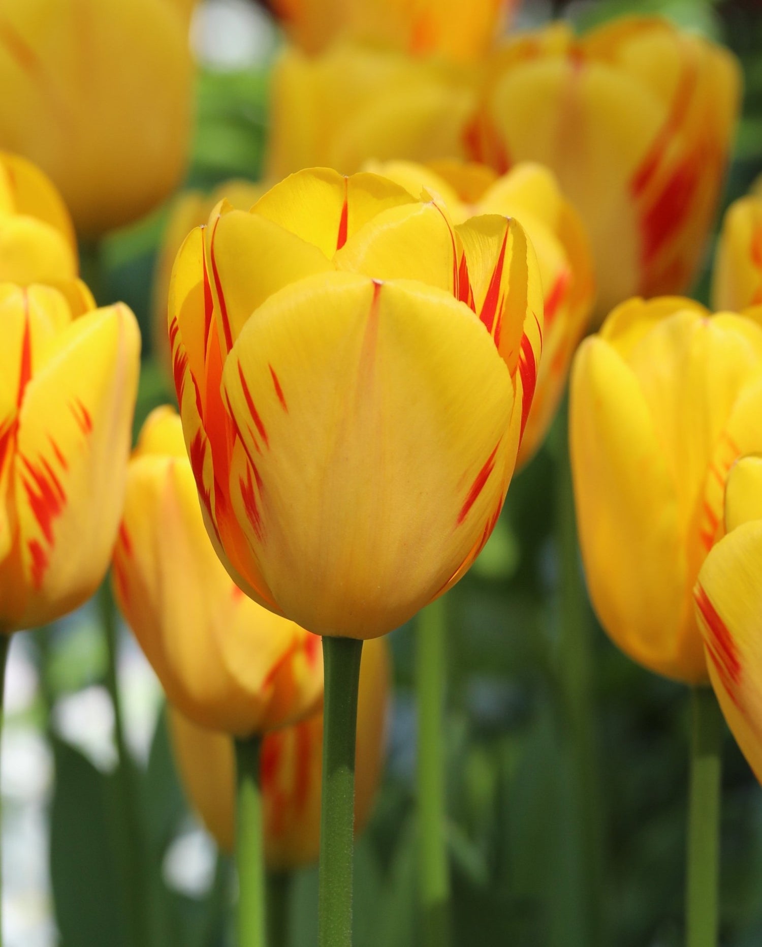 Tulip - Olympic Flame