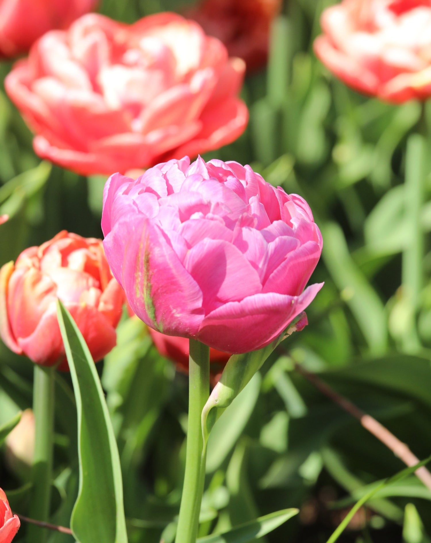 Tulip - Amazing Grace