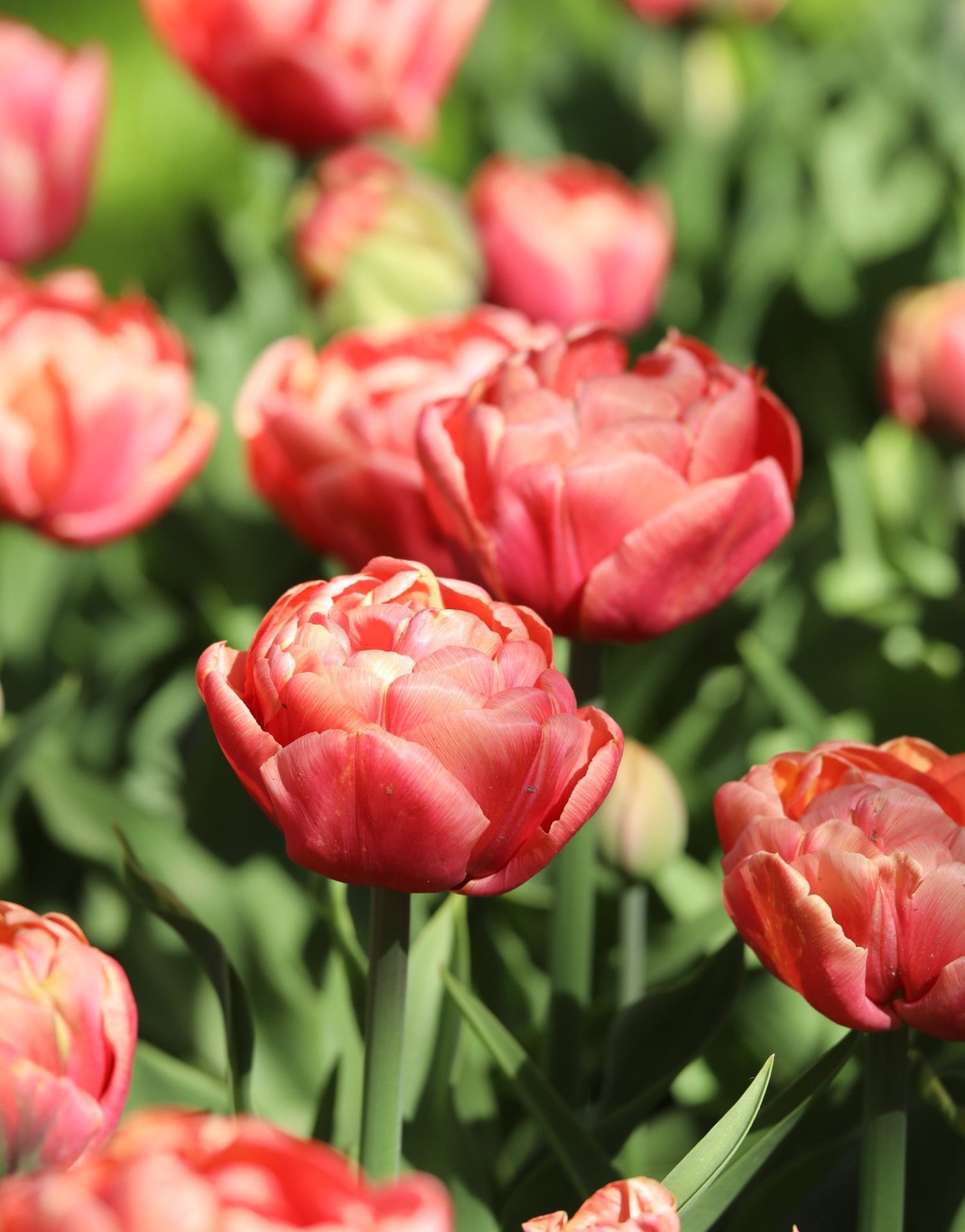 Tulip - Copper Image