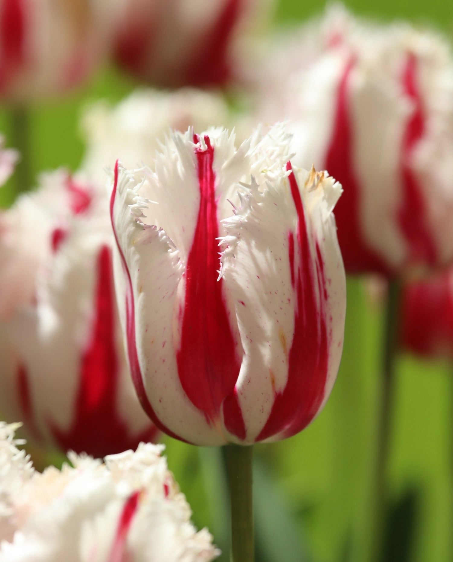 Tulip - Burning Fire