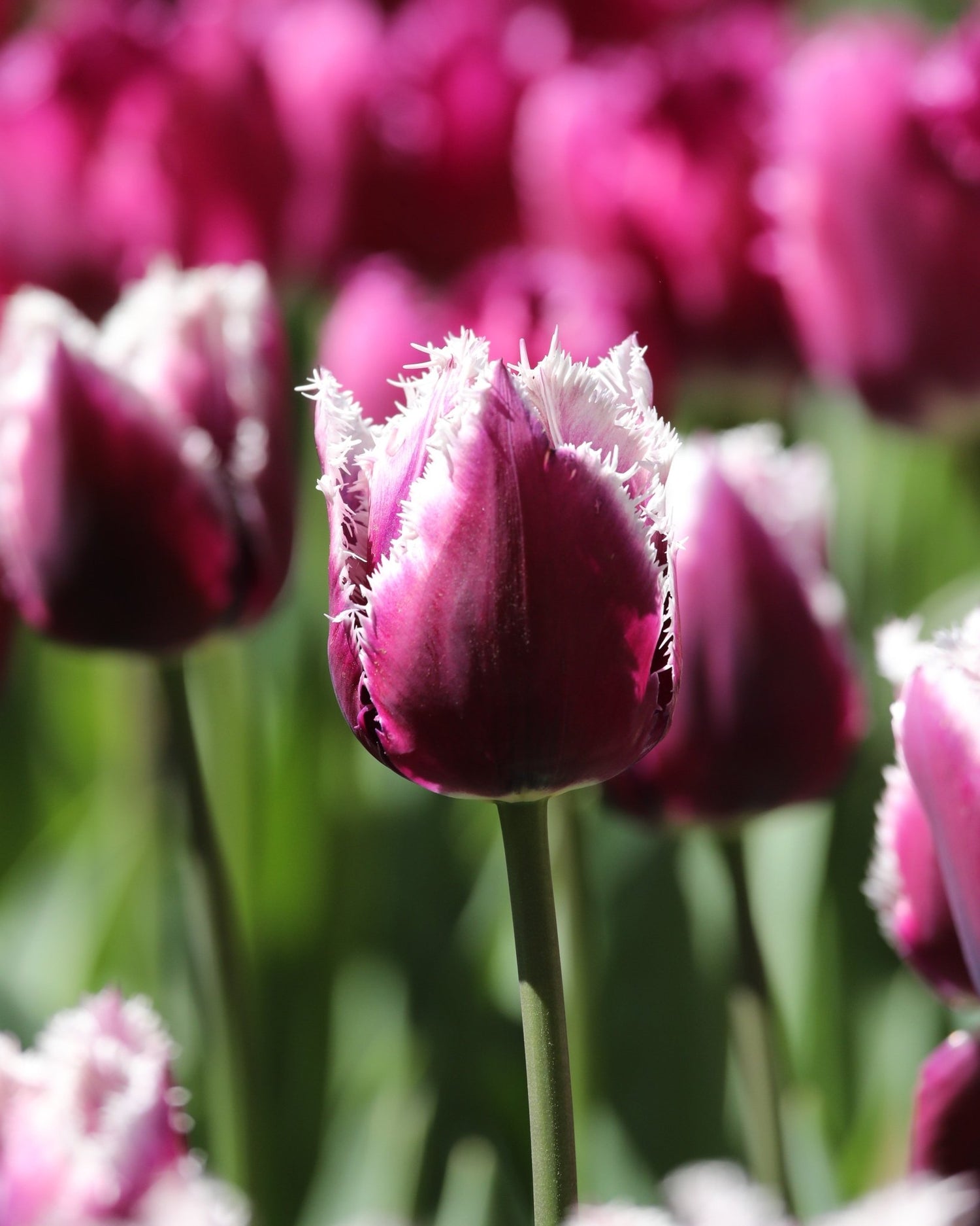 Tulip - San Martin