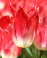 Tulip - Strawberry Romanoff