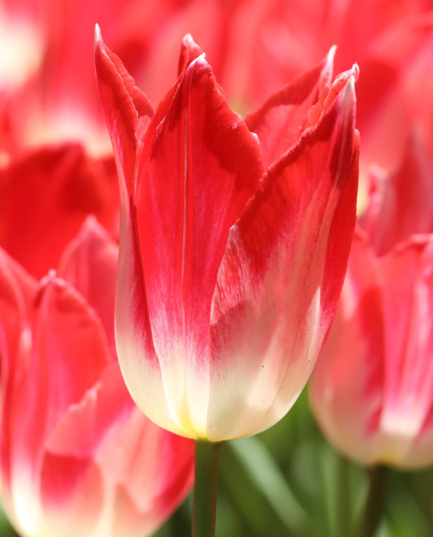 Tulip - Strawberry Romanoff