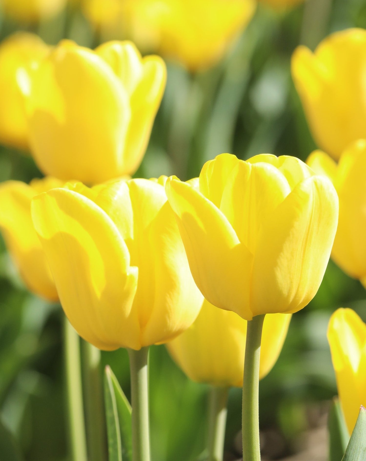 Tulip - Caractere