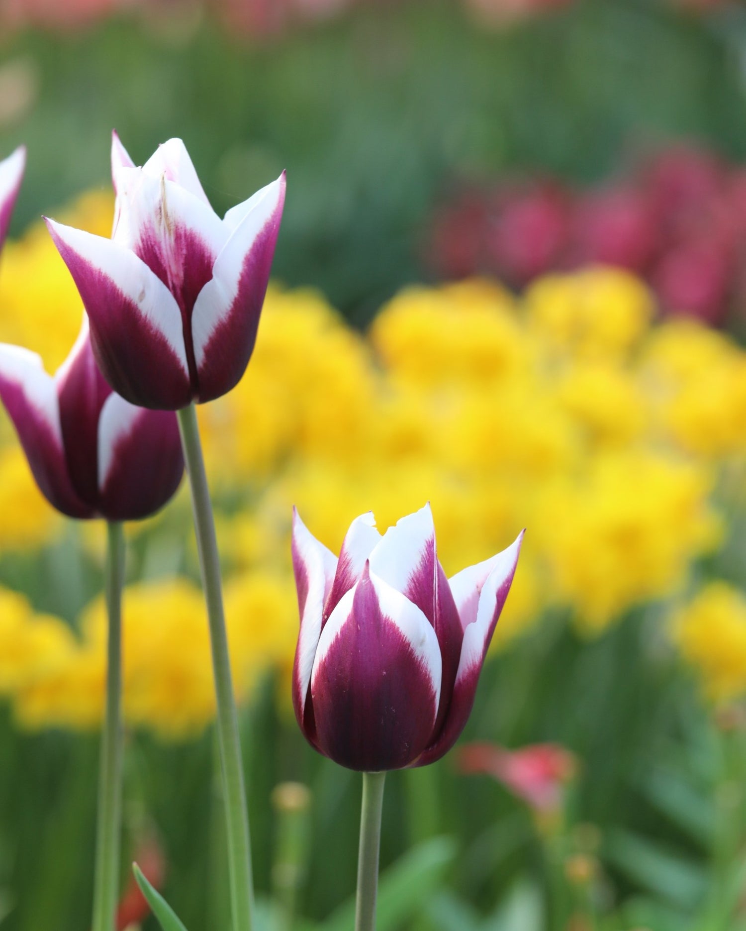 Tulip - Rimini