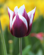 Tulip - Rimini