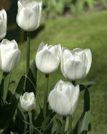 Tulip - Royal Virgin