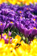 Crocus - Purpurea Grandiflora