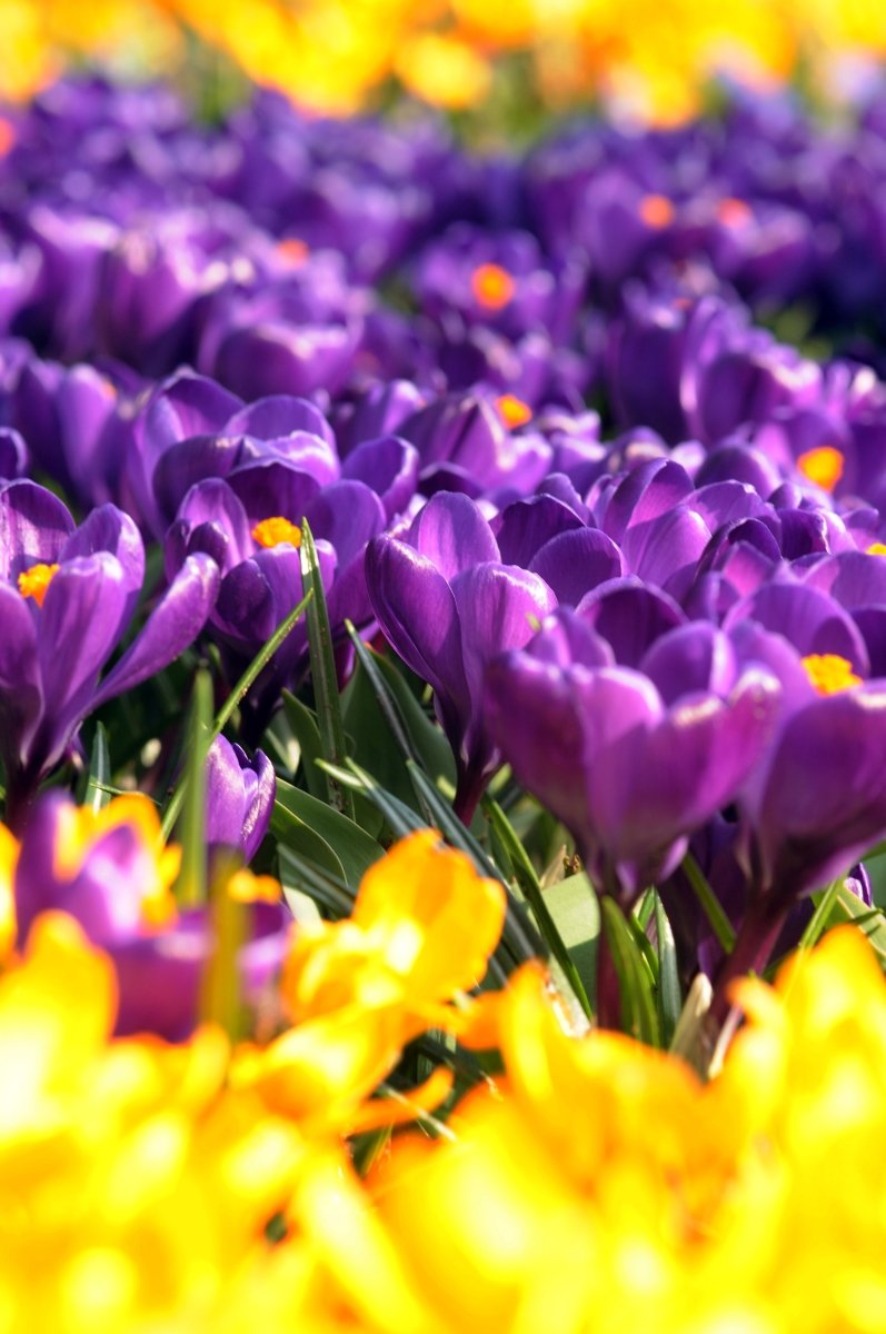 Crocus - Purpurea Grandiflora