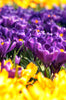 Field of Crocus Purpurea Grandiflora, with purple flowers and a yellow heart.