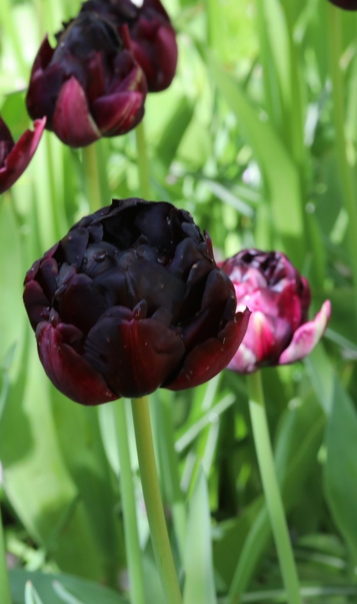 Tulip - Black Hero