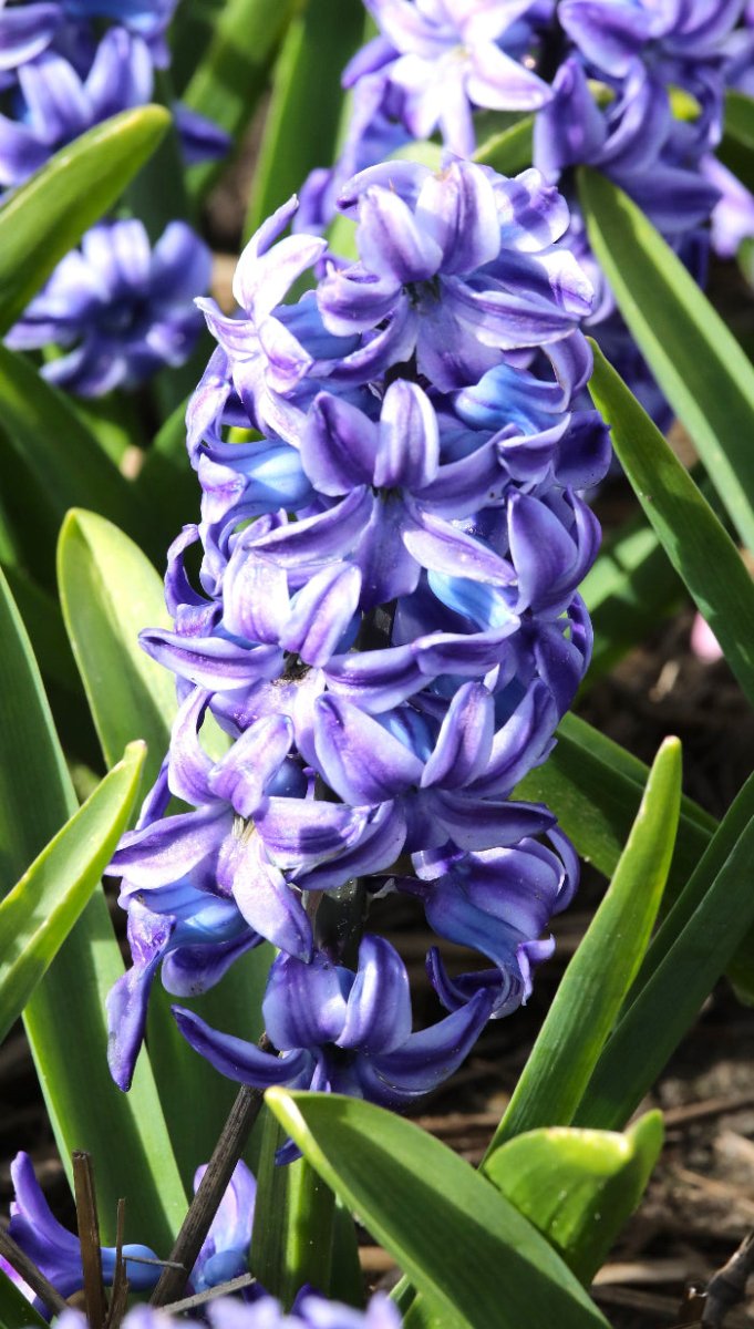 Hyacinth - Aqua