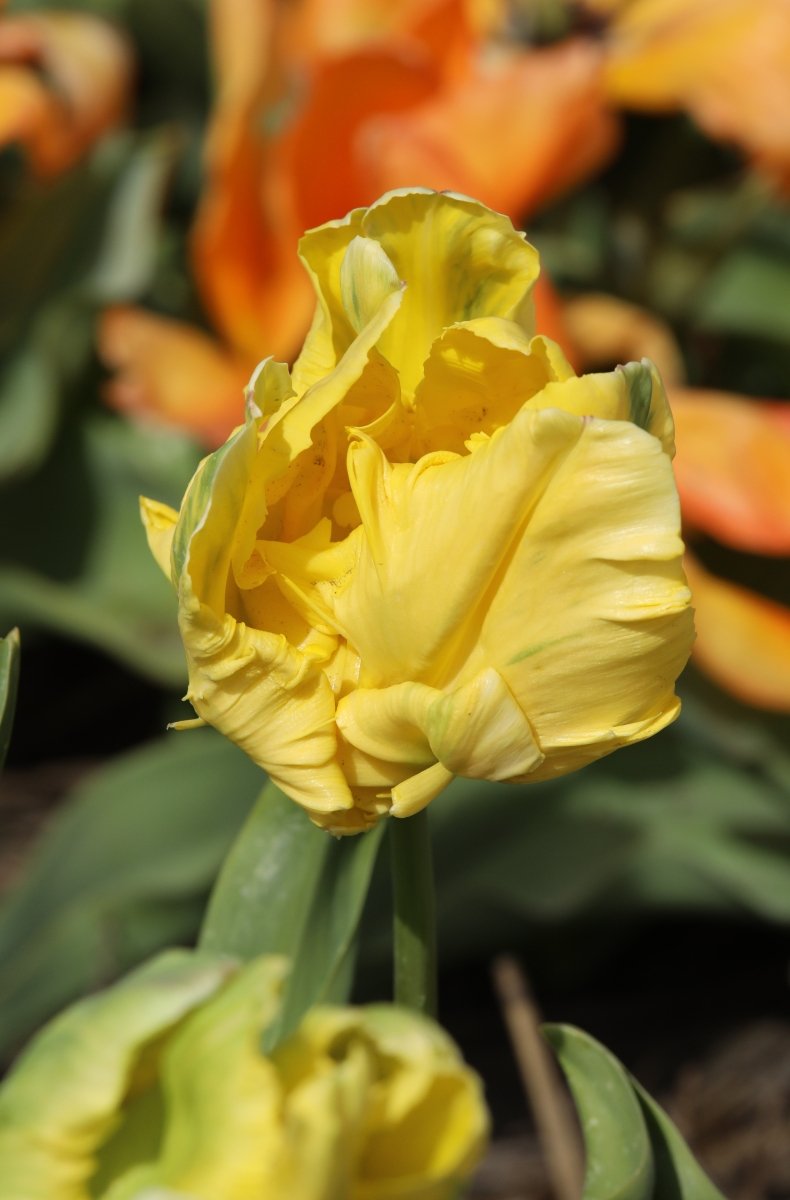 Tulip - Yellow Madonna