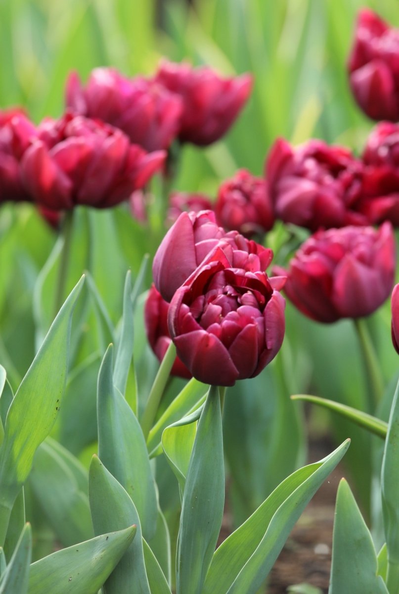 Tulip - Alison Bradley