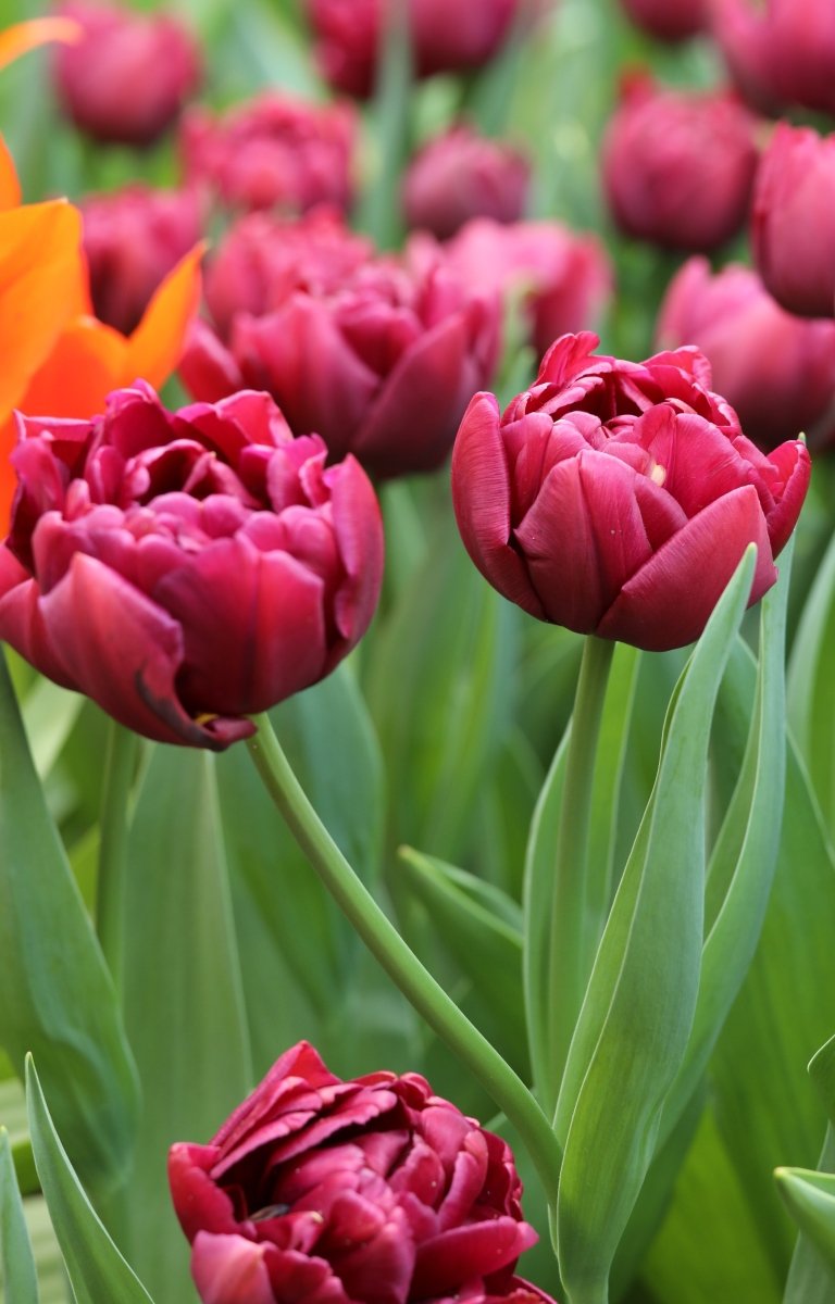 Tulip - Alison Bradley