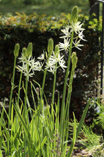 Camassia - leichtlinii Alba