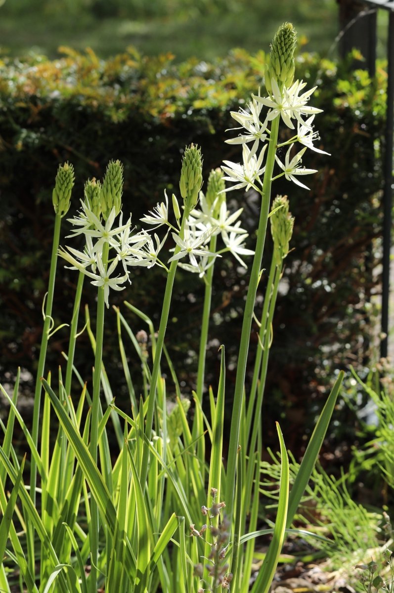Camassia - leichtlinii Alba