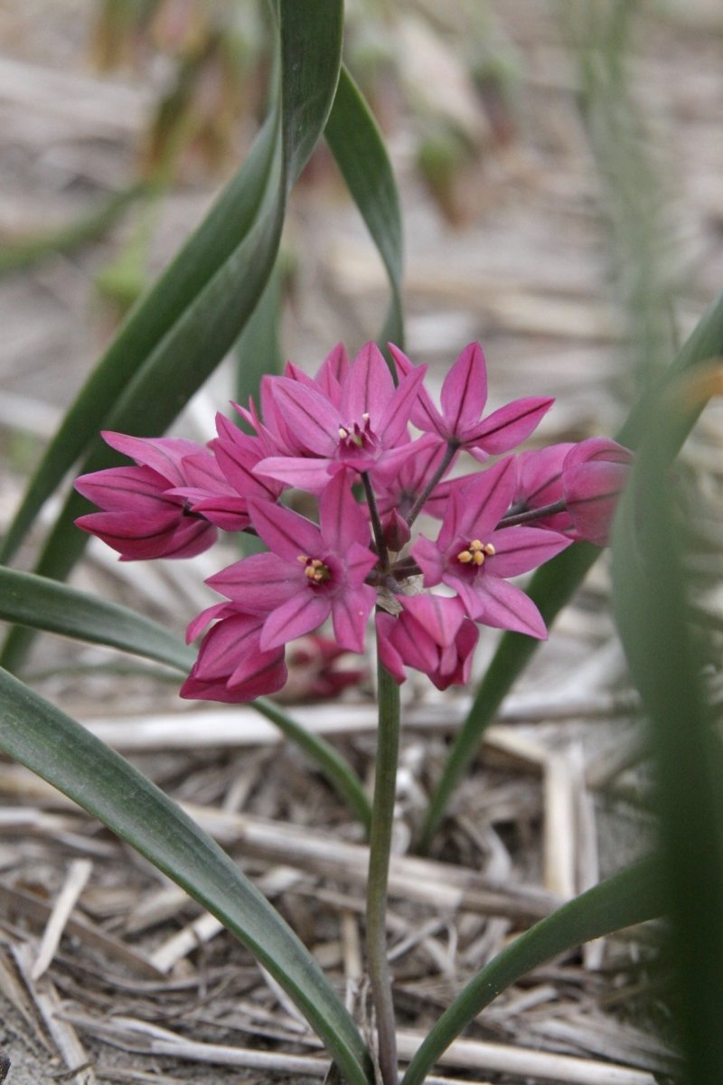 Allium - Ostrowskianum