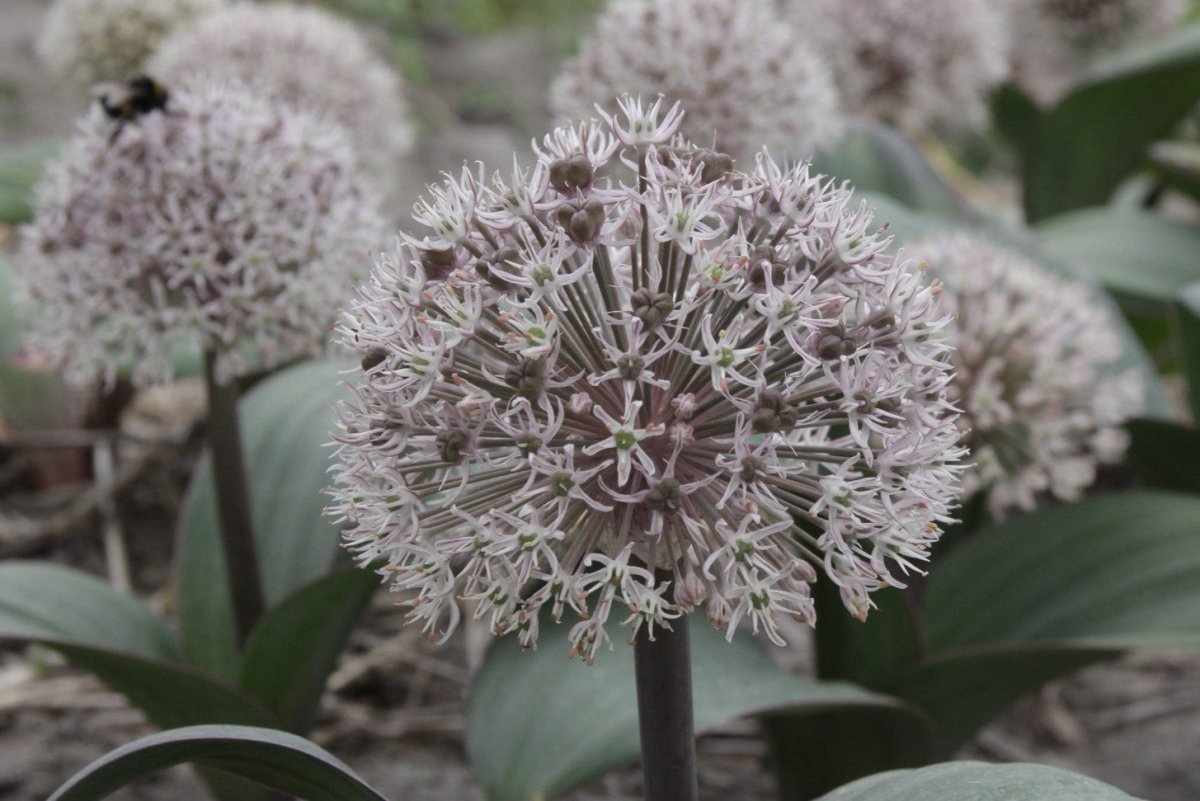 Allium - karataviense
