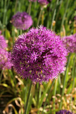 Allium - Purple Sensation
