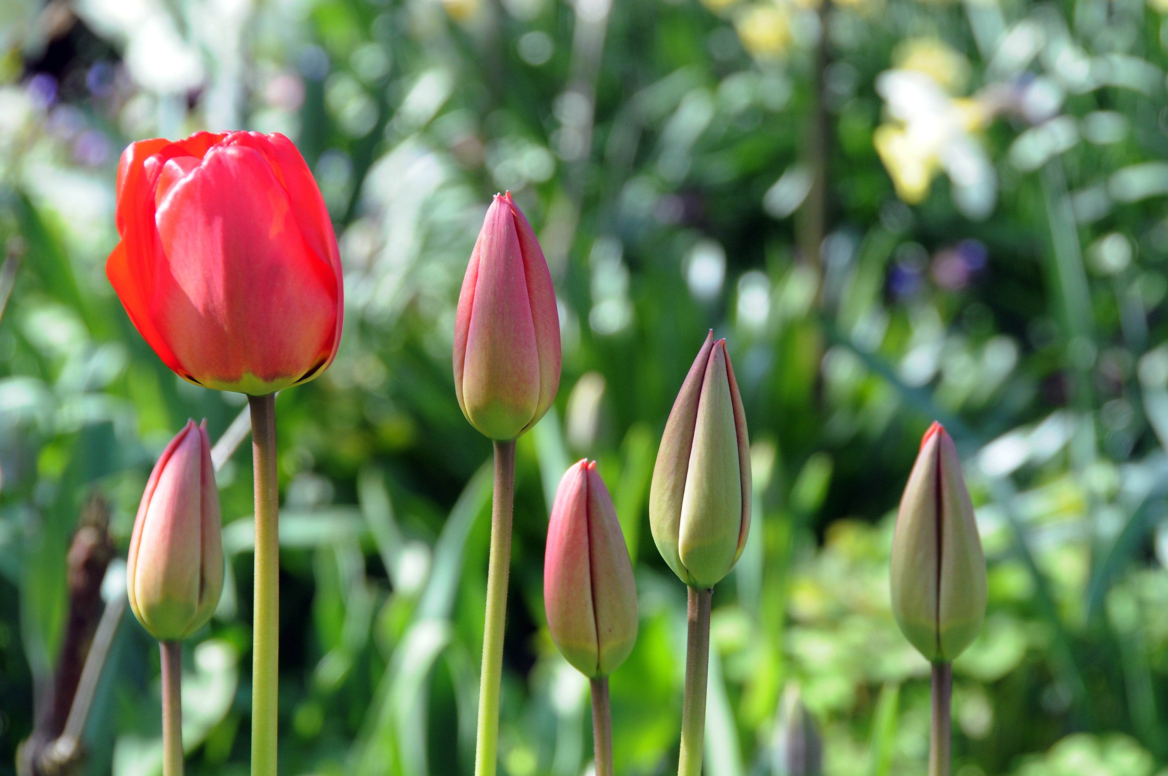 Stunning red flower, a Darwin Hybrid Apeldoorn tulip, displaying its beauty.