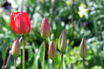 Tulip - Apeldoorn