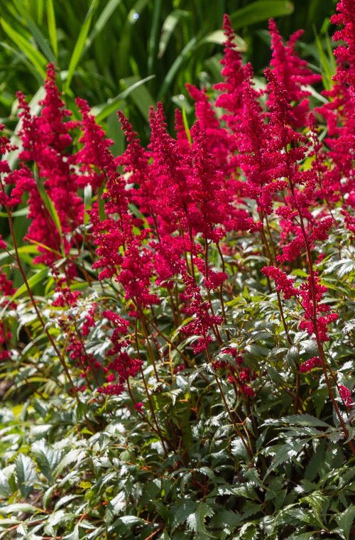 Astilbe - Red Skyscraper