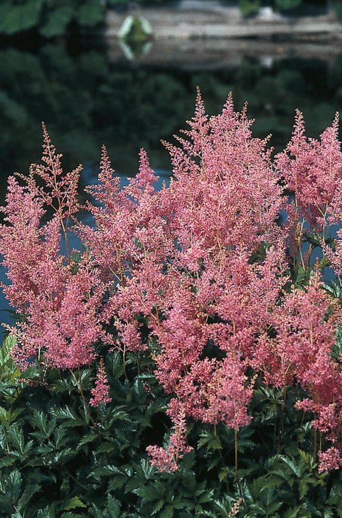 Astilbe - Rheinland