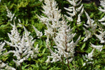 Astilbe - Bridal Veil