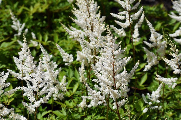 Astilbe - Bridal Veil