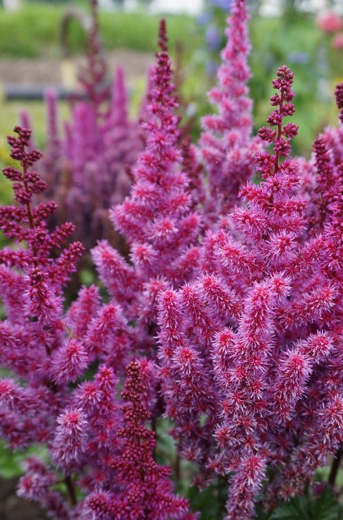Astilbe - Purple Rain