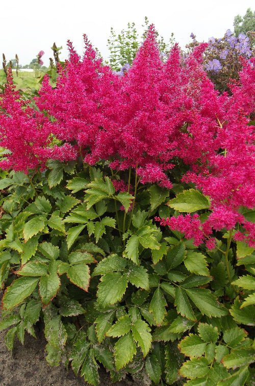 Astilbe - Younique Ruby Red